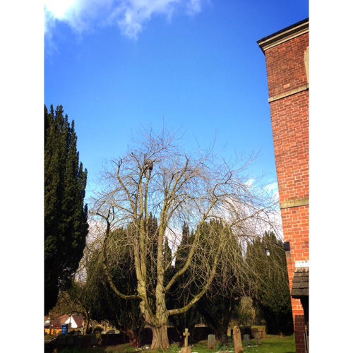 Redwood Tree Care