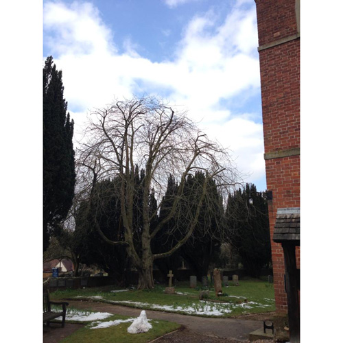Redwood Tree Care