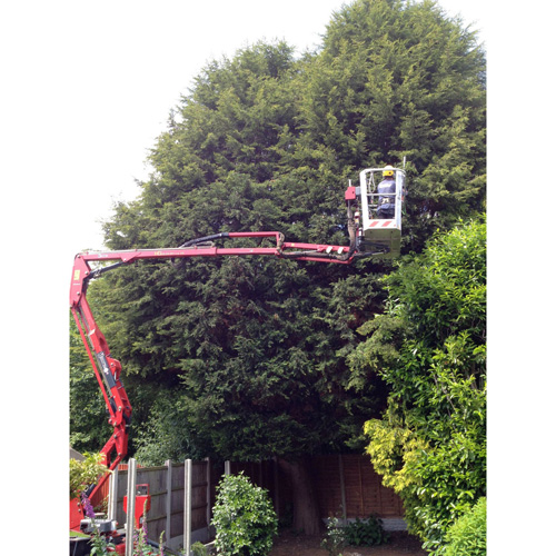 Redwood Tree Care