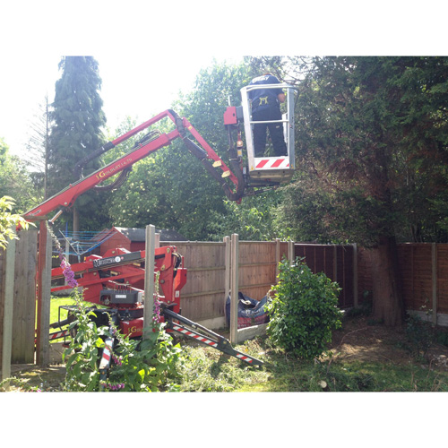 Redwood Tree Care