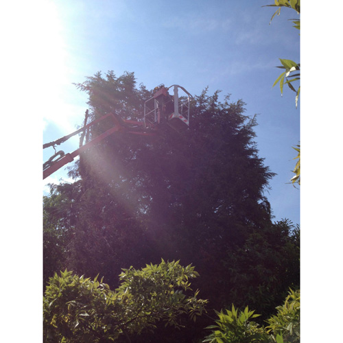 Redwood Tree Care