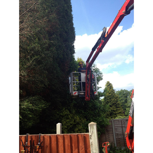 Redwood Tree Care