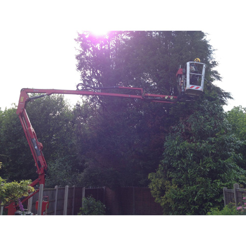 Redwood Tree Care