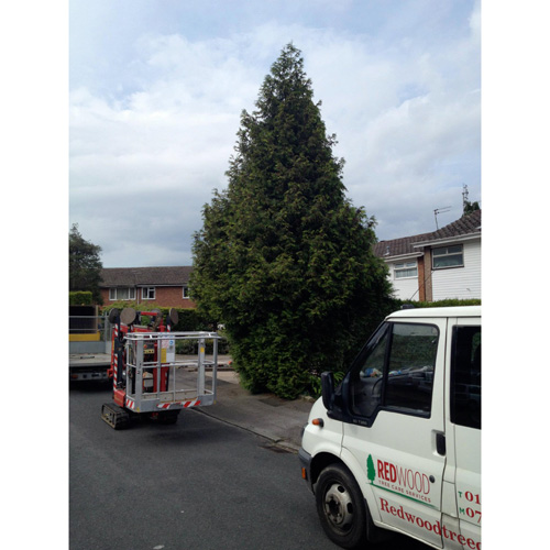 Redwood Tree Care