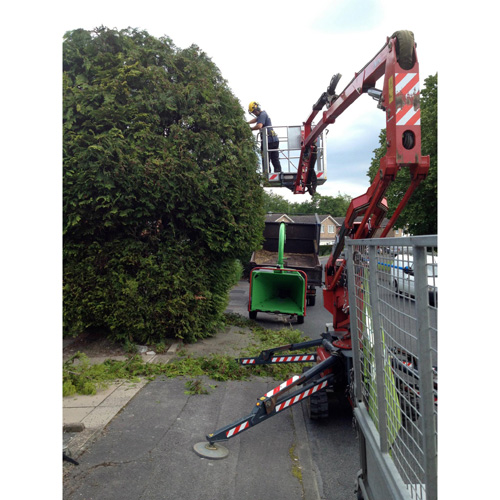 Redwood Tree Care
