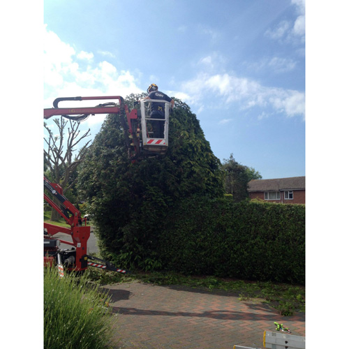 Redwood Tree Care