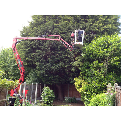 Redwood Tree Care