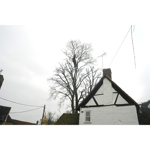 Redwood Tree Care