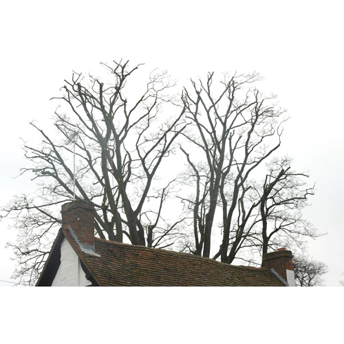 Redwood Tree Care