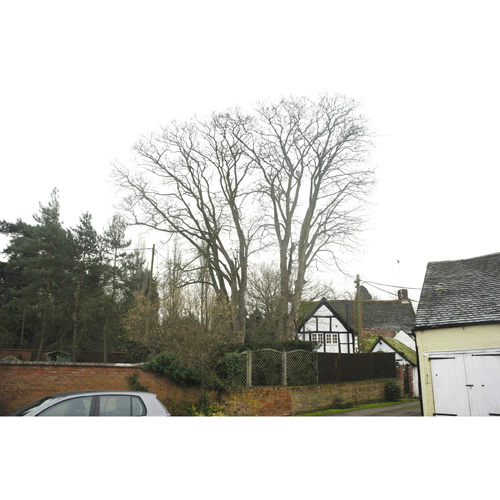 Redwood Tree Care
