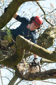 tree surgeon birmingham