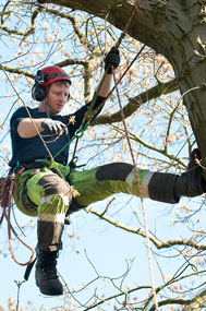 solihull tree surgeon